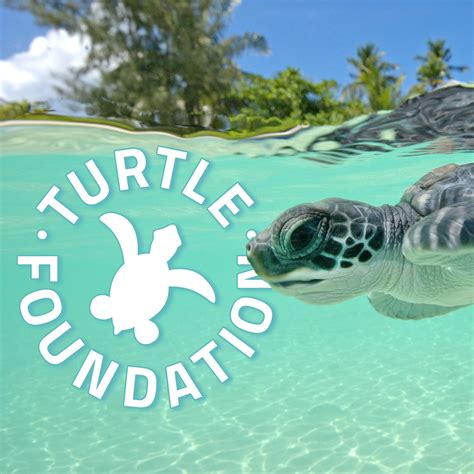 organizations that help sea turtles